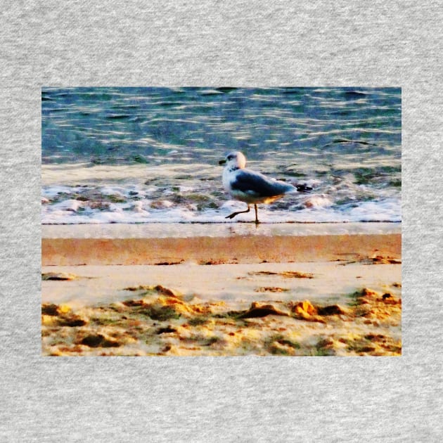 Seagulls - Seagull on Virginia Beach at Dawn by SusanSavad